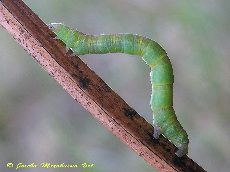 Bruco Geometridae da ID - Cfr. Aleucis distinctata